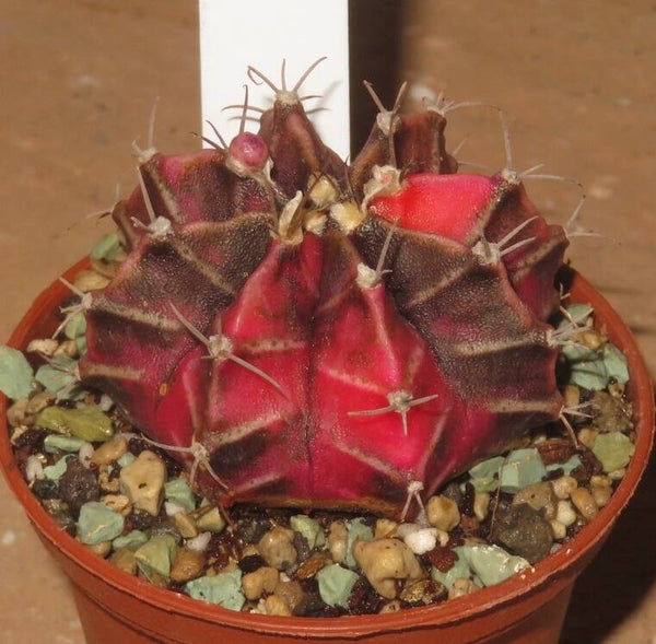 Gymnocalycium mihanovichii cv Hibotan-Nishiki variegata