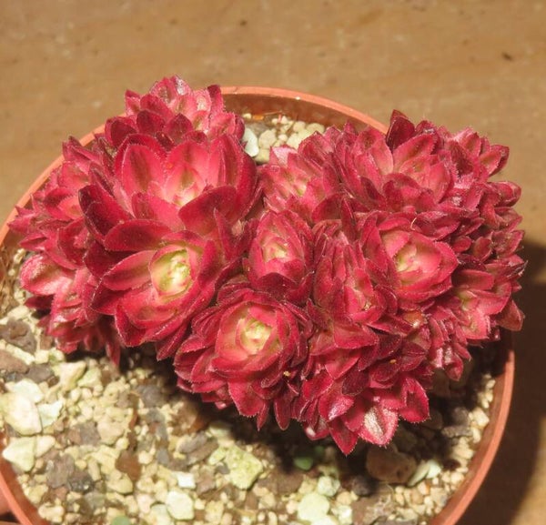 Aeonium cv Magic Candle cristata variegata