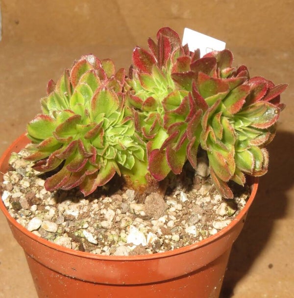 Aeonium cv Milky White cristata variegata