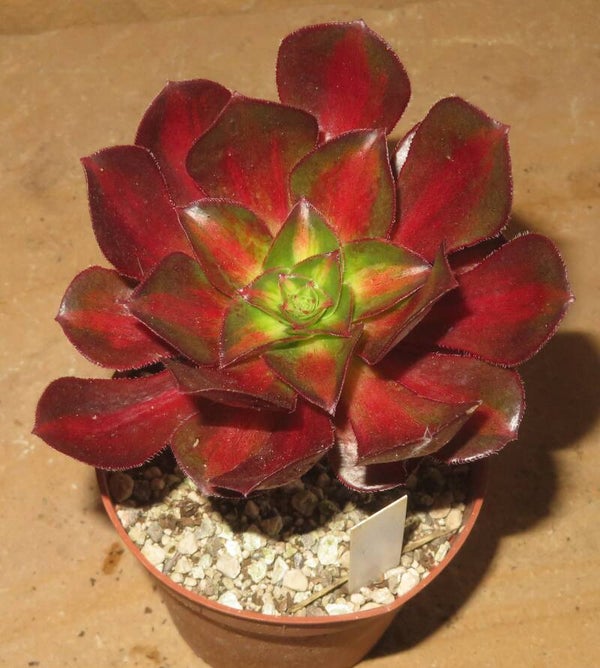 Aeonium cv Phantom Middle variegata
