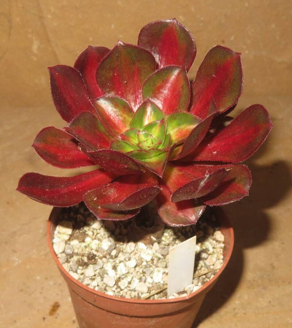 Aeonium cv Phantom Middle variegata