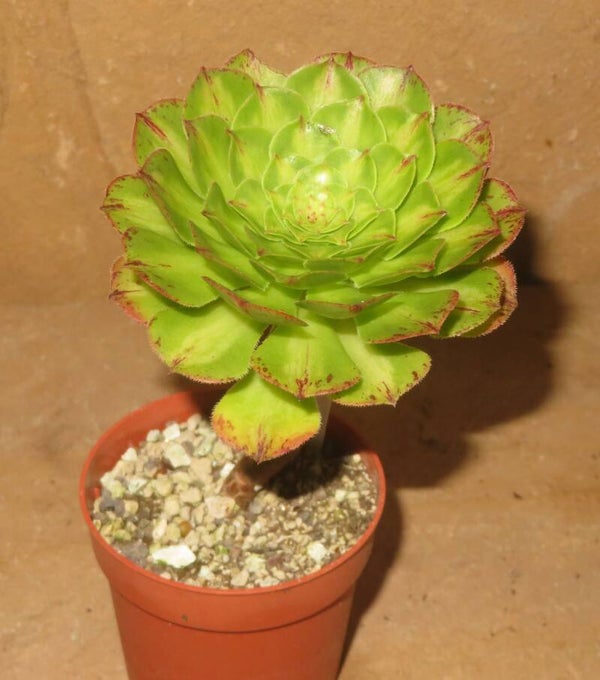 Aeonium cv Zhi Fou green variegata