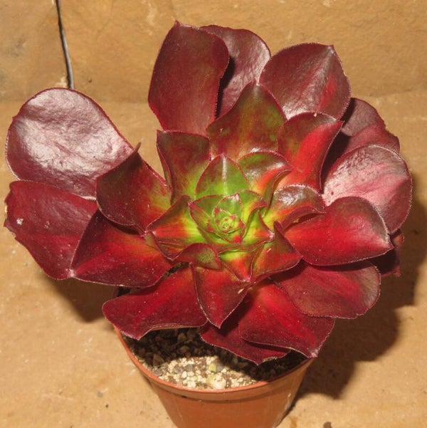 Aeonium cv Phantom Middle variegata