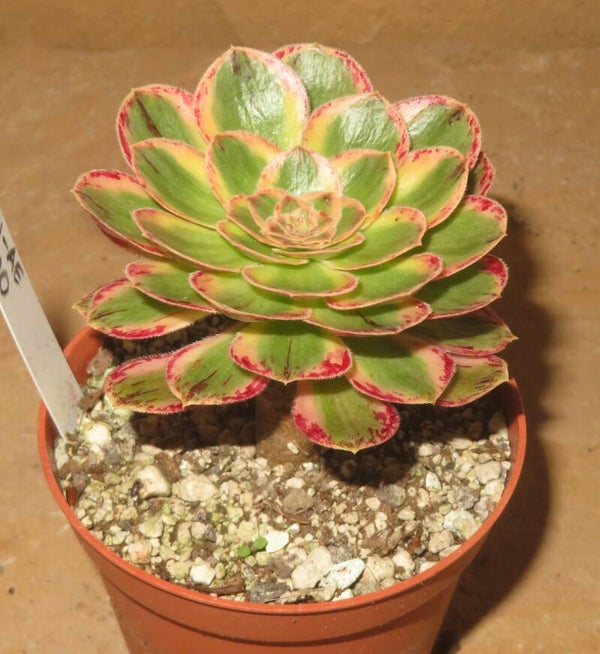 Aeonium arboreum rubrolineatum variegata