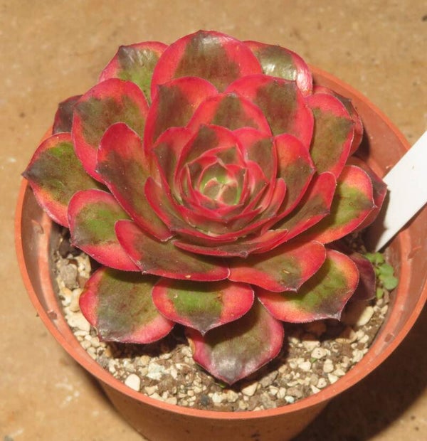 Aeonium cv Charm Golden Rose variegata
