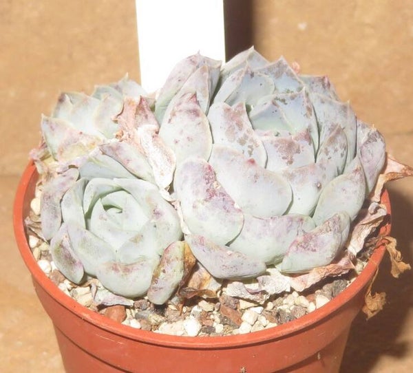 Echeveria sanchez-mejoradae - 2 Blätter / Blattstecklinge