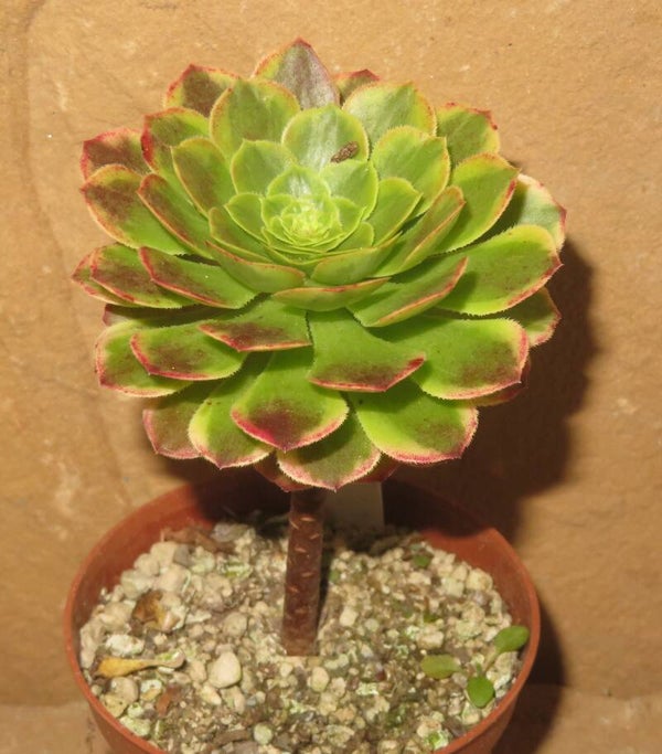 Aeonium cv Festival - Fiesta variegata