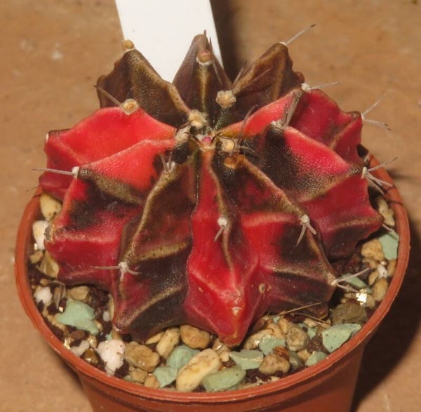 Gymnocalycium mihanovichii cv Hibotan-Nishiki variegata