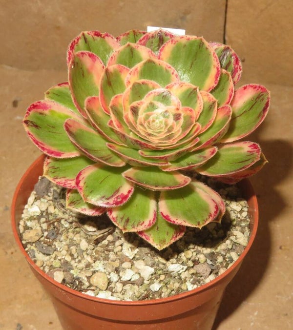 Aeonium arboreum rubrolineatum variegata