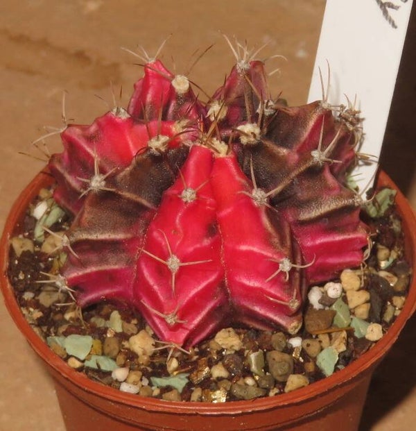 Gymnocalycium mihanovichii cv Hibotan-Nishiki variegata