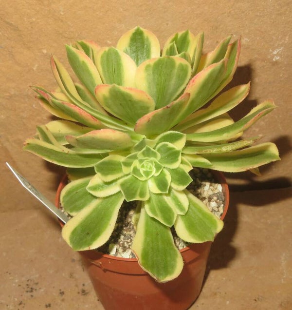 Aeonium cv Yanning variegata