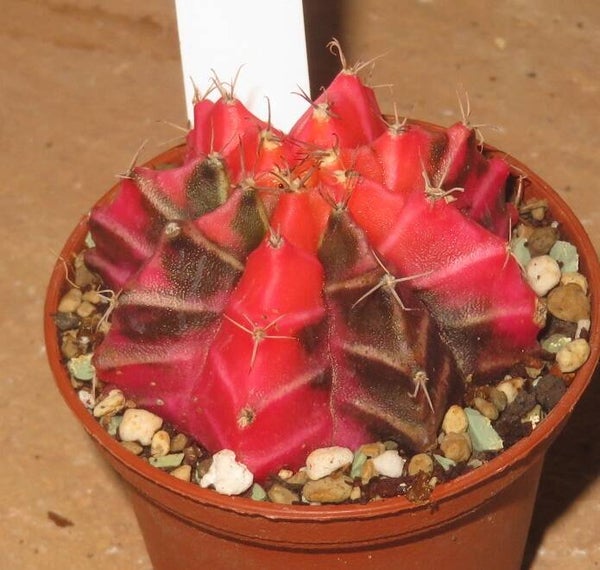 Gymnocalycium mihanovichii cv Hibotan-Nishiki variegata