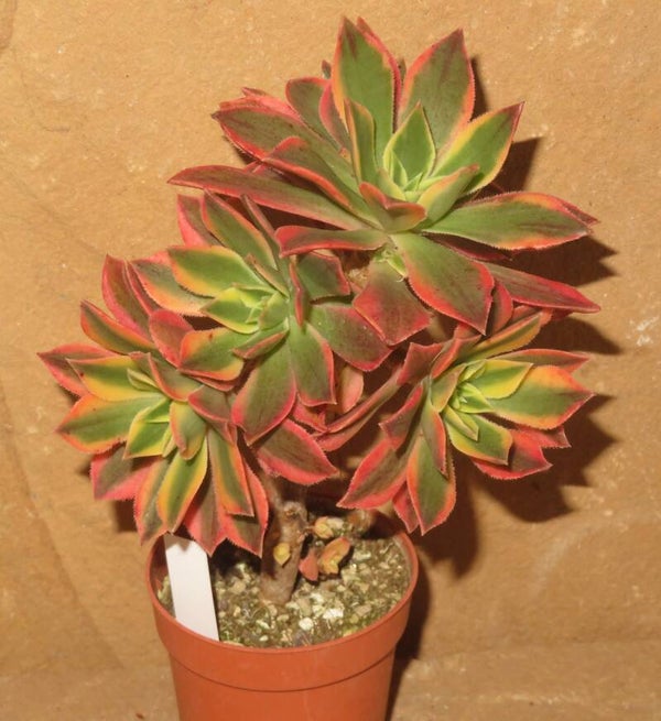 Aeonium leucoblepharum variegata