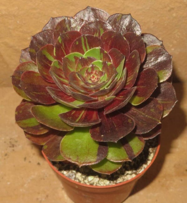 Aeonium arboreum cv Big Bang Plus variegata