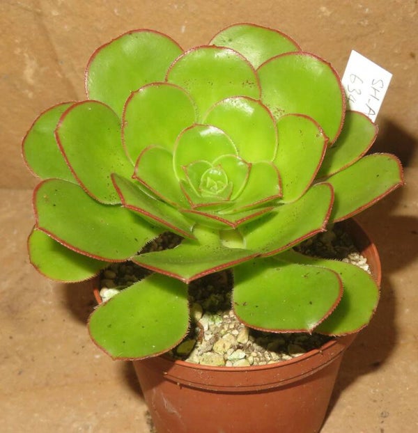 Aeonium undulatum Köhres Samen