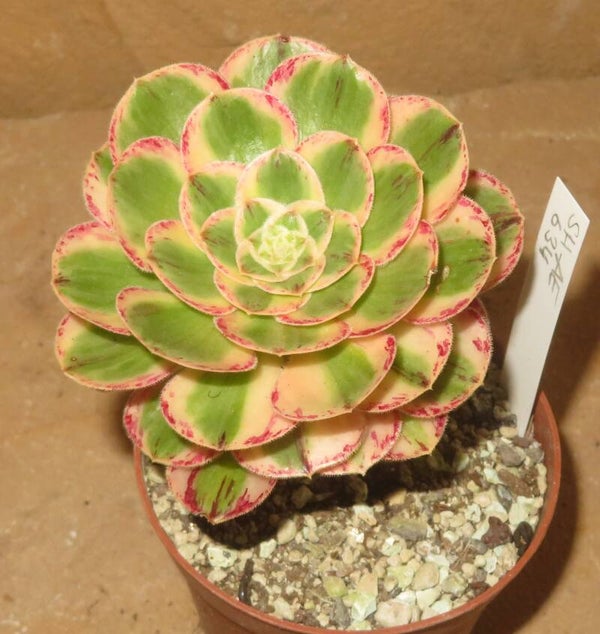 Aeonium arboreum rubrolineatum variegata