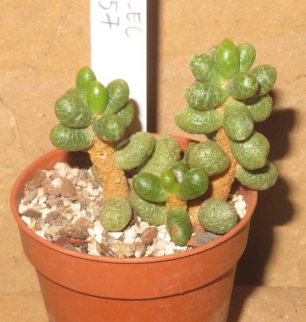 Sedum hernandezii - 2 Blätter / Blattstecklinge