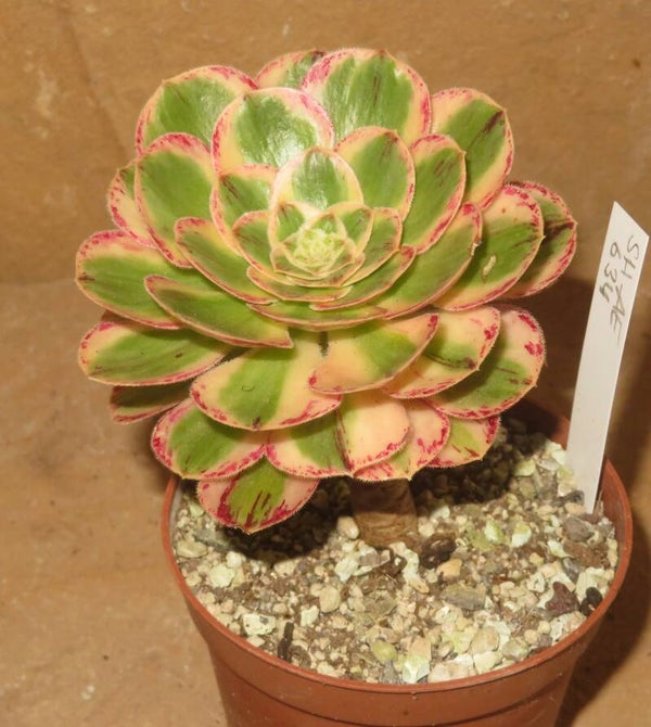 Aeonium arboreum rubrolineatum variegata
