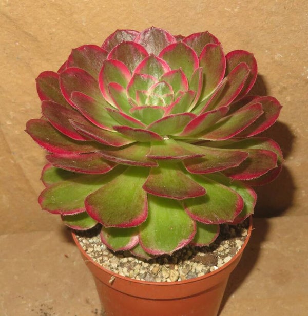 Aeonium cv Kaleidoscope variegata