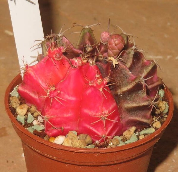 Gymnocalycium mihanovichii cv Hibotan-Nishiki variegata