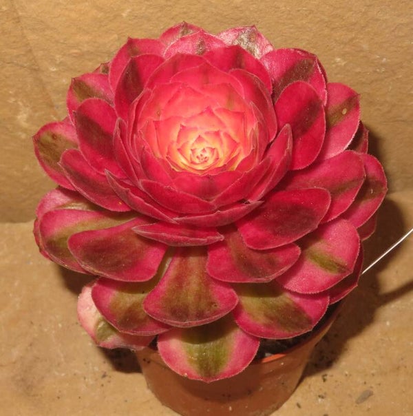 Aeonium cv Magic Candle variegata