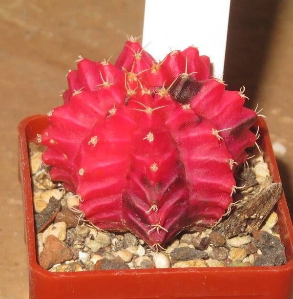 Gymnocalycium mihanovichii cv Hibotan-Nishiki variegata