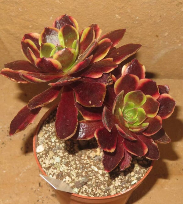 Aeonium cv SuperBang variegata