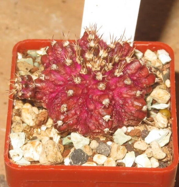Gymnocalycium cv T-Lux x T-Rex Hybrid variegata