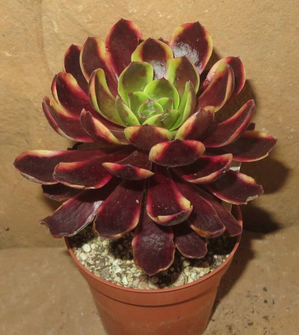 Aeonium cv SuperBang variegata