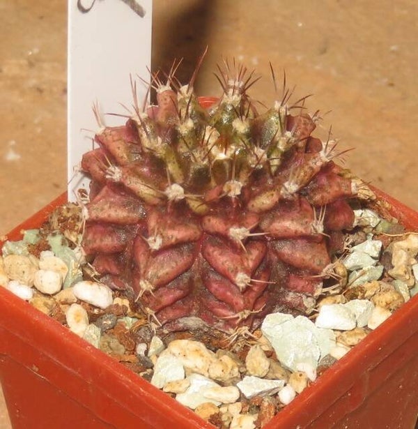 Gymnocalycium cv T-Lux x T-Rex Hybrid