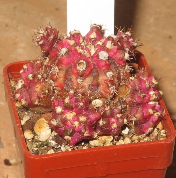 Gymnocalycium cv T-Lux x T-Rex Hybrid variegata