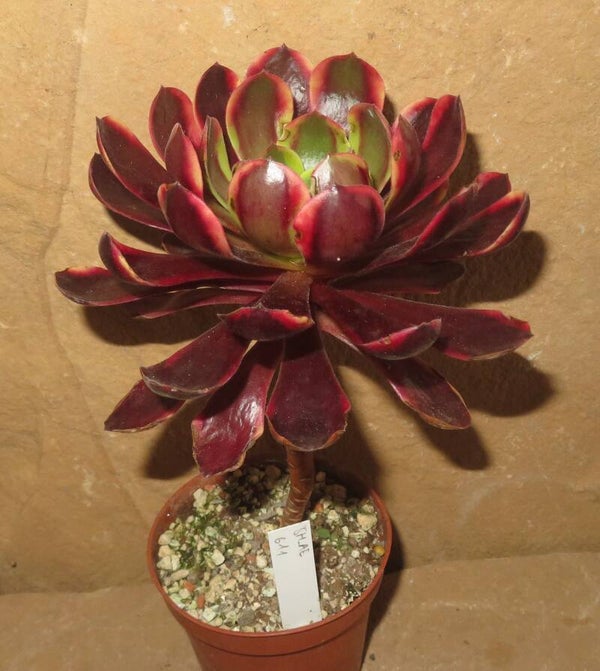 Aeonium cv SuperBang variegata