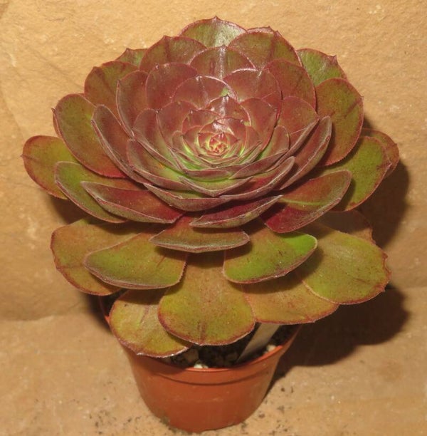 Aeonium cv Hallowen
