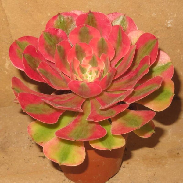 Aeonium cv Pink Witch variegata
