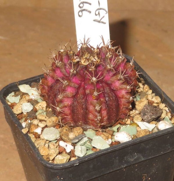 Gymnocalycium cv T-Lux Ball Form variegata