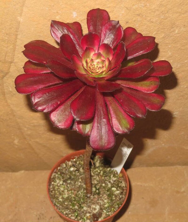 Aeonium cv Mardi Gras variegata