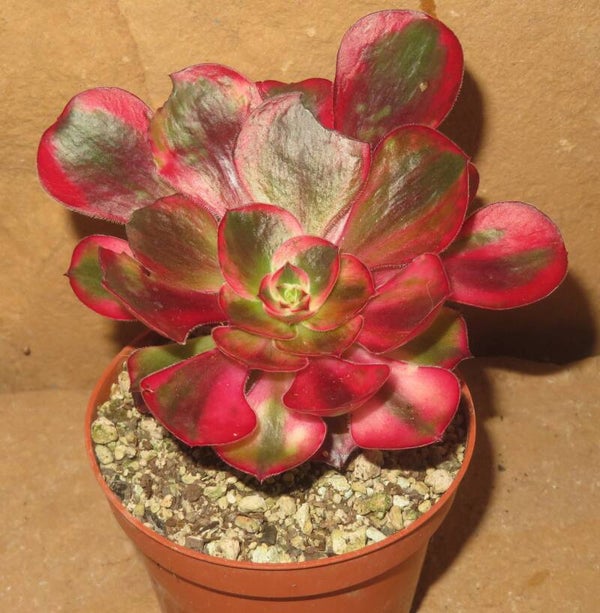 Aeonium cv Voodoo variegata