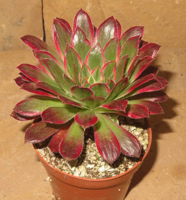 Aeonium cv Peacock variegata - Black Magic