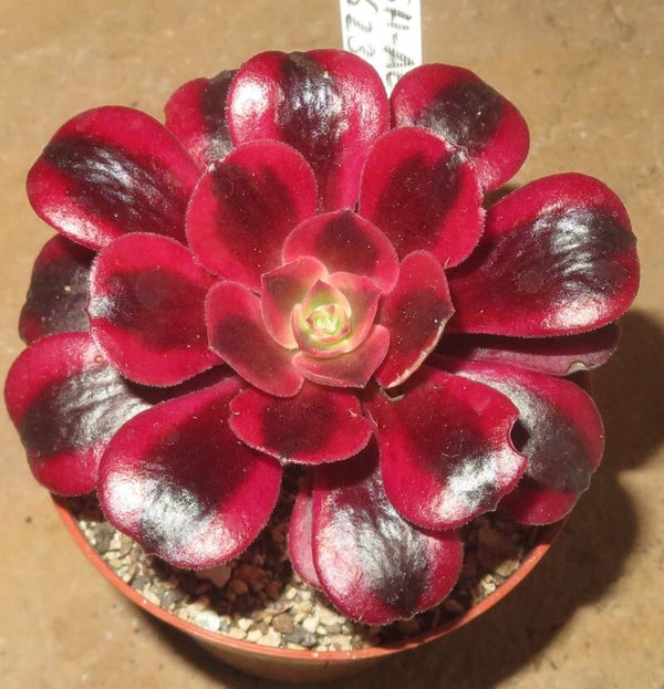 Aeonium cv Medusa variegata