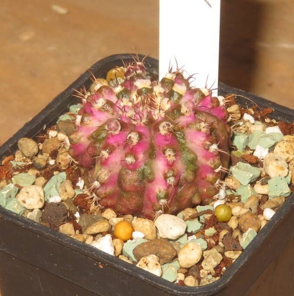 Gymnocalycium cv T-Lux Ball Form variegata