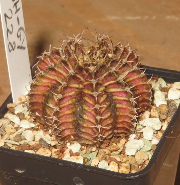 Gymnocalycium cv T-Lux x T-Rex x LB2178 Hybrid variegata Aztekium Typ