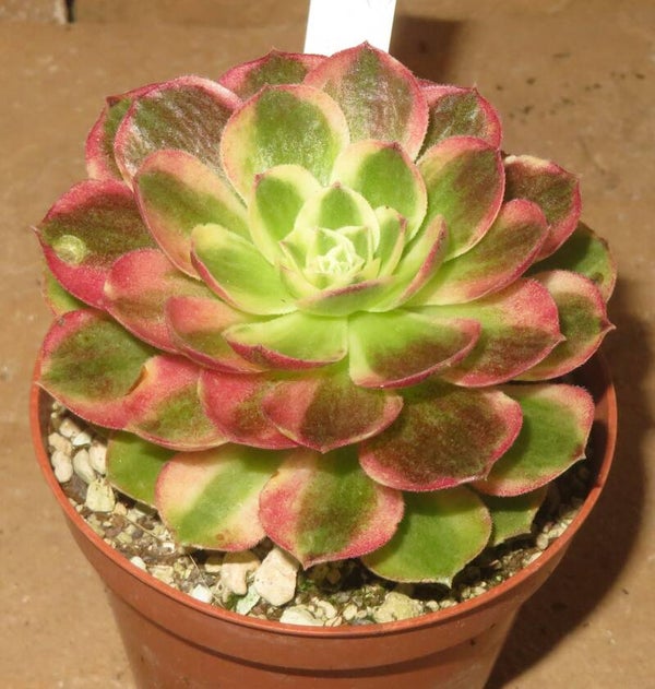 Aeonium cv Allure Fairy variegata