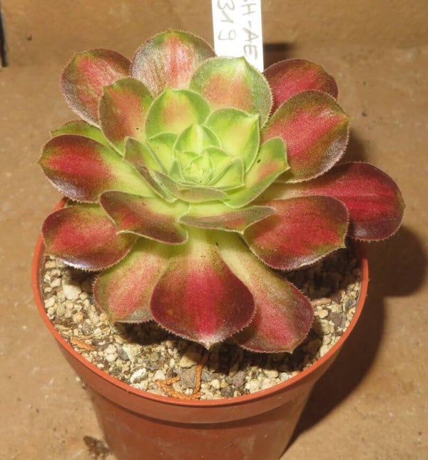 Aeonium cv ShaoHua  variegata