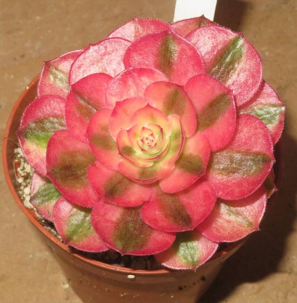 Aeonium cv Magic Candle variegata