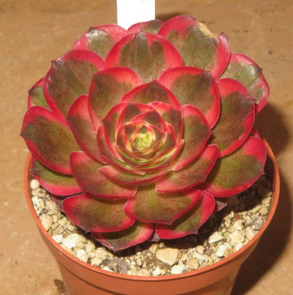 Aeonium cv Charm Golden Rose variegata