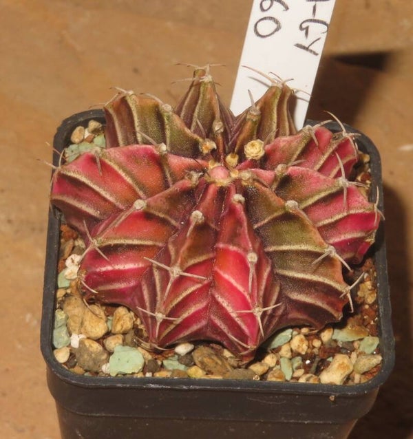 Gymnocalycium friedrichii cv LB2178 Hybrid variegata