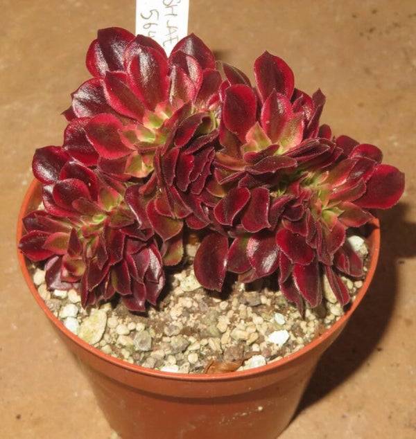Aeonium cv Medusa cristata variegata
