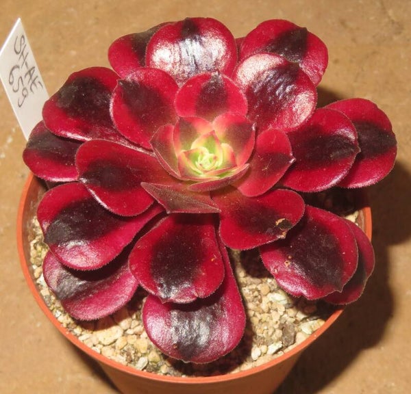 Aeonium cv Medusa variegata