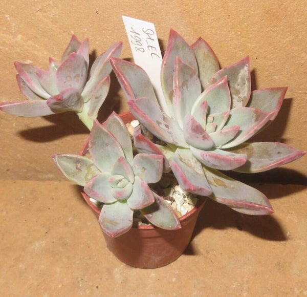 Graptoveria cv Fairy Queen New!!!