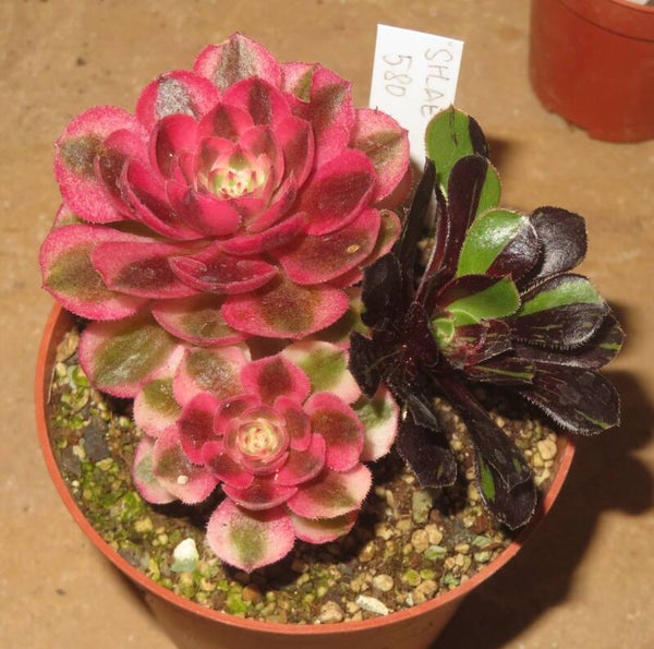 Aeonium cv Magic Candle variegata + Big Bang